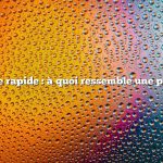 Réponse rapide : à quoi ressemble une pintade ?